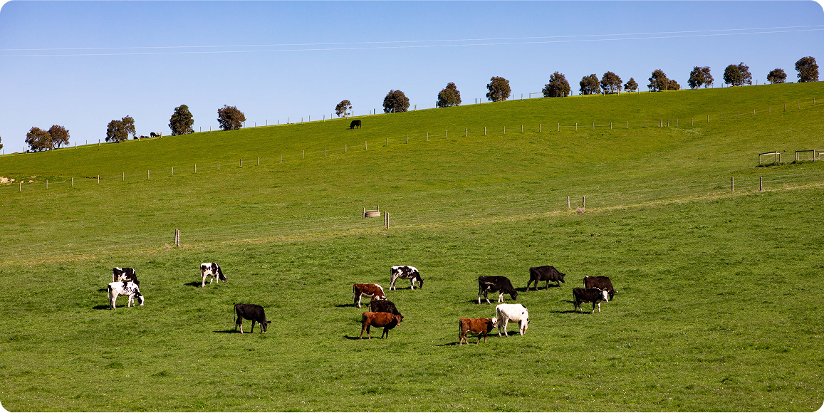 cow
